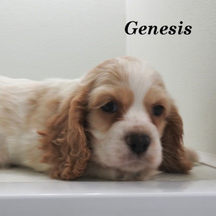 puppy, for, sale, Cocker Spaniel, Joe & Cherri  Overlease, dog, breeder, Miller, MO, dog-breeder, puppy-for-sale, forsale, nearby, find, puppyfind, locator, puppylocator, aca